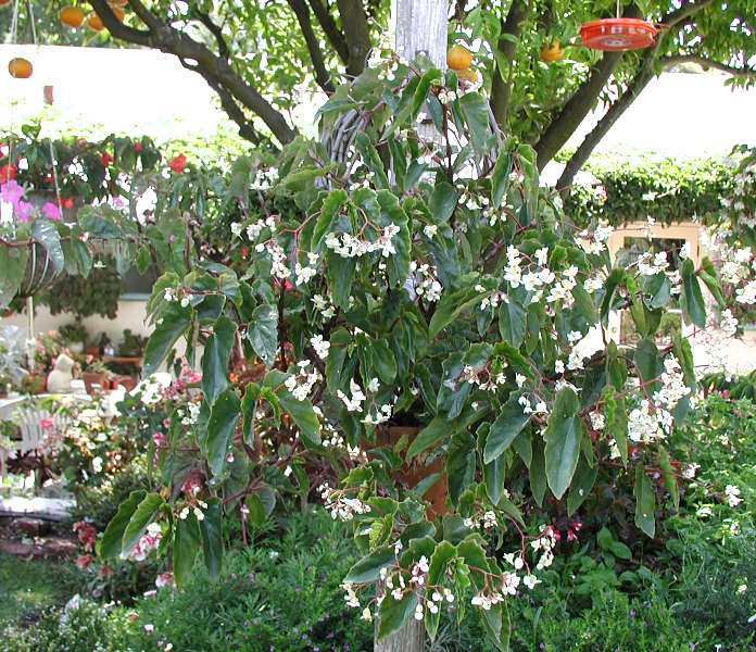 B. ‘Eunice Gray’